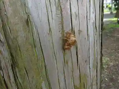 弥生神社の動物