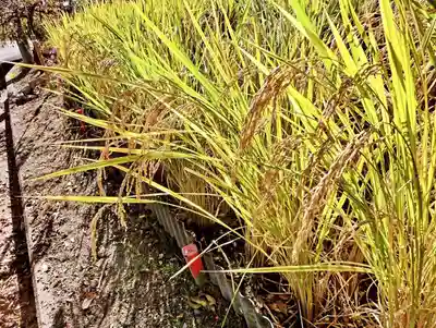 立志神社(滋賀県)