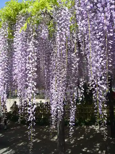 玉敷神社(埼玉県)