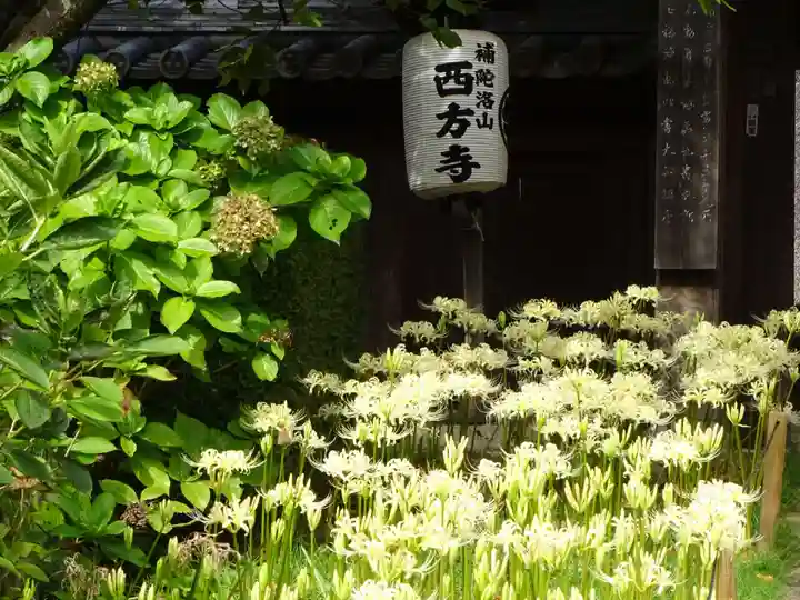 横浜 西方寺の自然