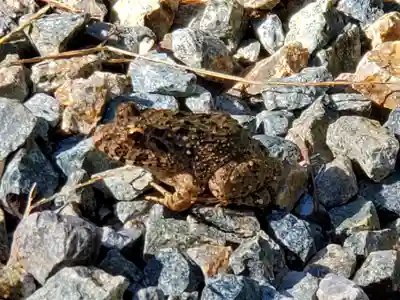 塩田八幡宮の動物