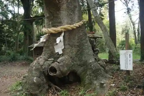 中村八幡宮の自然