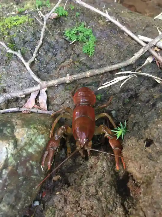 🌸乙部八幡神社(北海道)
