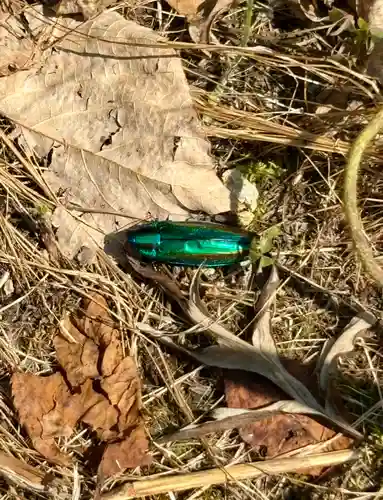 蚊里田八幡宮(長野県)