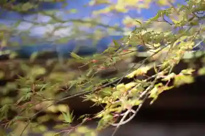 白幡神社の自然