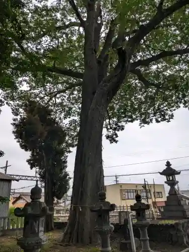 杉生神社(岐阜県)