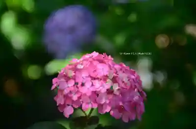 三室戸寺(京都府)