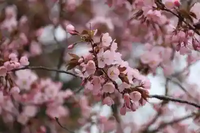 諏訪神社の自然