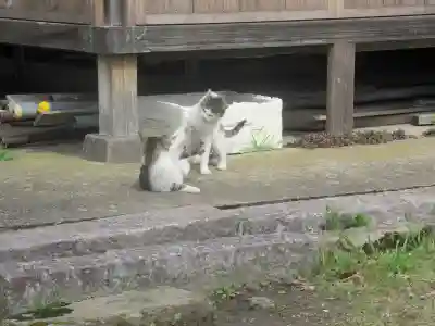 須賀神社の動物