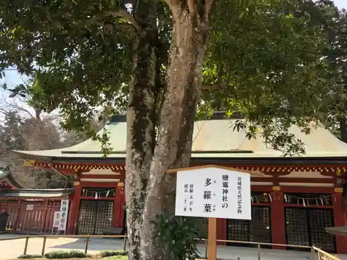 志波彦神社・鹽竈神社の自然