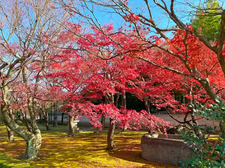相国寺(相国承天禅寺)の自然