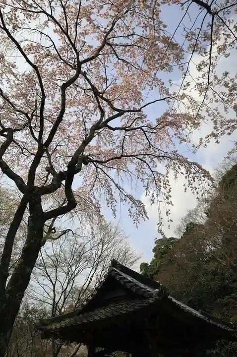 勝持寺(花の寺)(京都府)