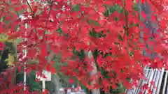 賀茂御祖神社（下鴨神社）の自然