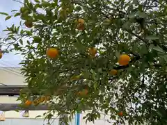 辰巳八幡神社の自然