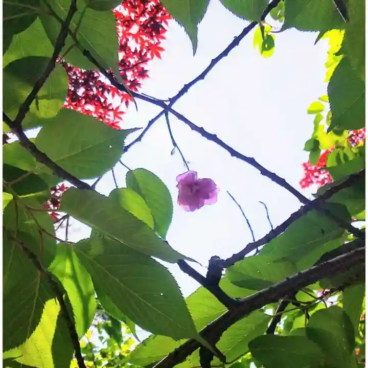 彌彦神社 (伊夜日子神社)の自然