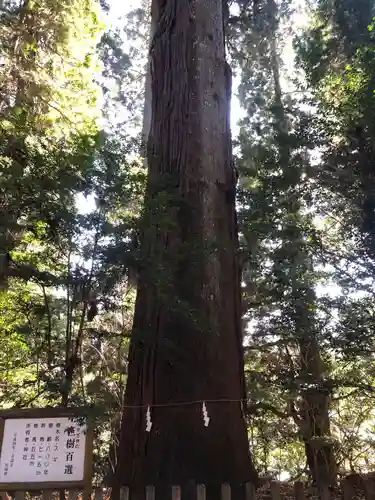 高千穂神社の自然