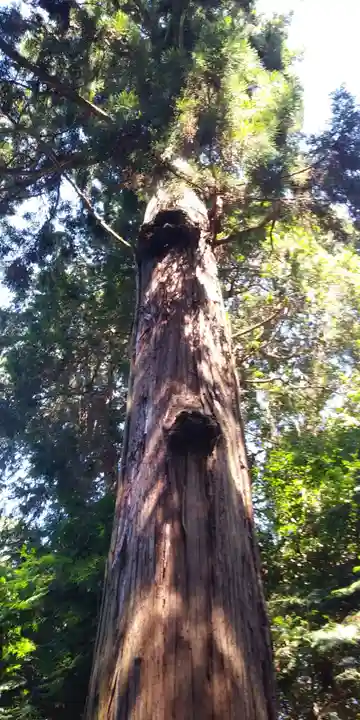 苗村神社の自然