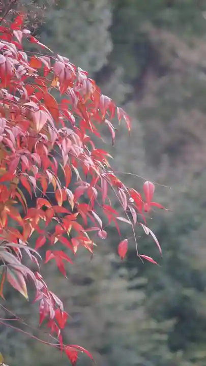 鹿苑寺(金閣寺)の自然
