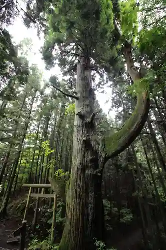 武蔵御嶽神社奥の院の自然
