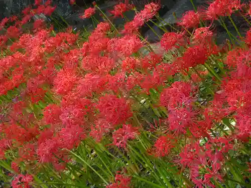 横浜　西方寺の自然