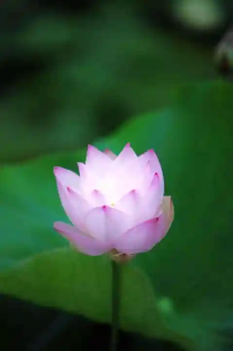 浄土寺(兵庫県)