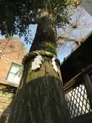 菅原院天満宮神社の自然