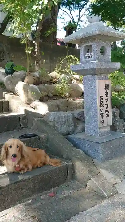 観音寺の{uncategorized: "未分類", other: "その他", undefined: "問題あり", building: "その他建物", grave: "お墓", sacred_gate: "鳥居", guardian: "狛犬", statue: "像", buddha: "仏像", history: "歴史", nature: "自然", garden: "庭園", animal: "動物", pagoda: "塔", temizu: "手水舎", mountain_gate: "山門・神門", sanctuary: "本殿・本堂", subordinate: "末社・摂社", art: "芸術", scenery: "景色", jizo: "地蔵", ema: "絵馬", goshuin: "御朱印", omikuji: "おみくじ", items: "授与品その他", amulet: "お守り", goshuincho: "御朱印帳", eats: "食事", festival: "お祭り", votive_dance: "神楽", shichigosan: "七五三参", wedding: "結婚式", experience: "体験その他", initially: "初詣", around: "周辺", anti_infection: "感染症対策"}