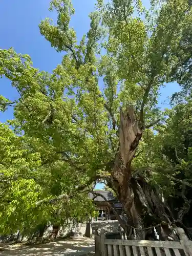 大山祇神社(愛媛県)