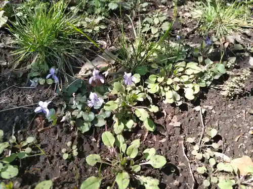 熊野神社の自然