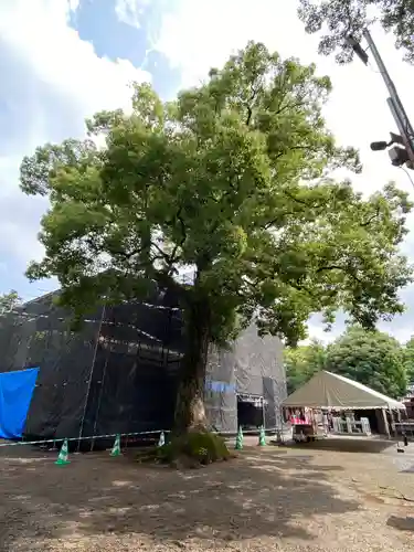 鷲宮神社の本殿・本堂