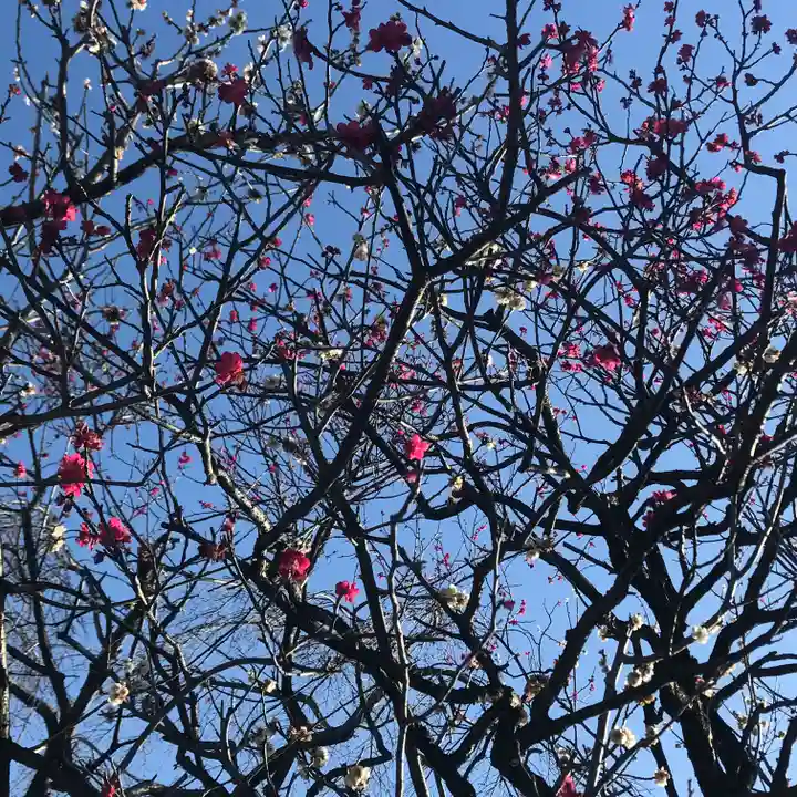 尾久八幡神社の自然