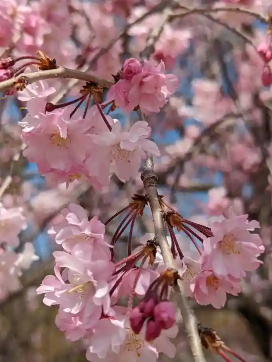 智積院(京都府)
