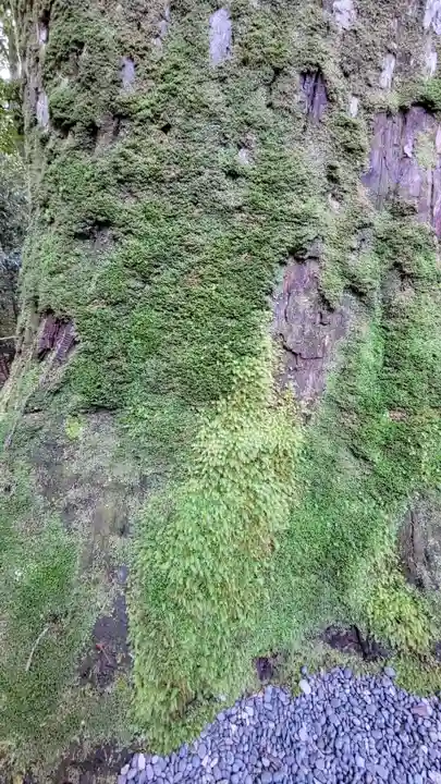 瀧原宮(皇大神宮別宮)の自然