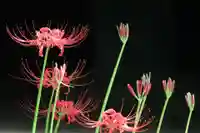 国宝 大法寺(長野県)