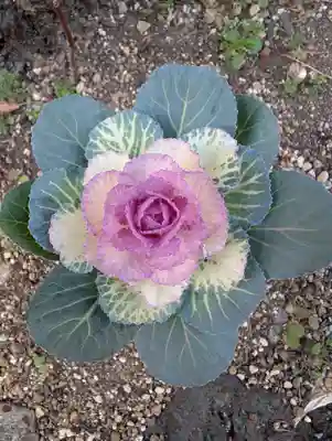 大綱金刀比羅神社(神奈川県)