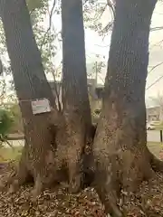 伊勢田神社の自然