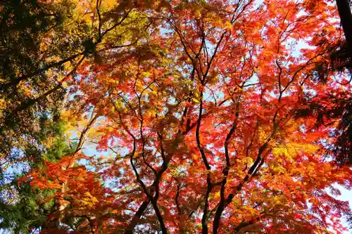 田村神社の自然