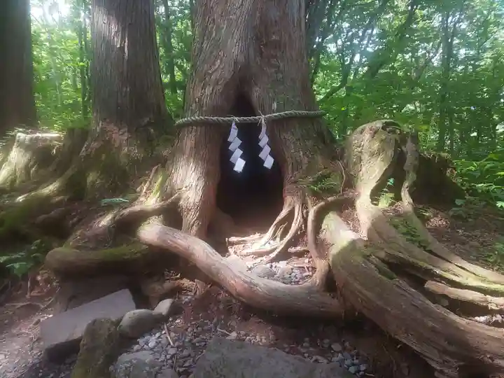 戸隠神社奥社の自然