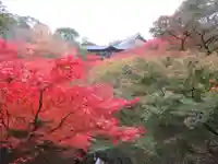 東福禅寺(東福寺)の自然