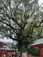 熊野那智大社の{uncategorized: "未分類", other: "その他", undefined: "問題あり", building: "その他建物", grave: "お墓", sacred_gate: "鳥居", guardian: "狛犬", statue: "像", buddha: "仏像", history: "歴史", nature: "自然", garden: "庭園", animal: "動物", pagoda: "塔", temizu: "手水舎", mountain_gate: "山門・神門", sanctuary: "本殿・本堂", subordinate: "末社・摂社", art: "芸術", scenery: "景色", jizo: "地蔵", ema: "絵馬", goshuin: "御朱印", omikuji: "おみくじ", items: "授与品その他", amulet: "お守り", goshuincho: "御朱印帳", eats: "食事", festival: "お祭り", votive_dance: "神楽", shichigosan: "七五三参", wedding: "結婚式", experience: "体験その他", initially: "初詣", around: "周辺", anti_infection: "感染症対策"}