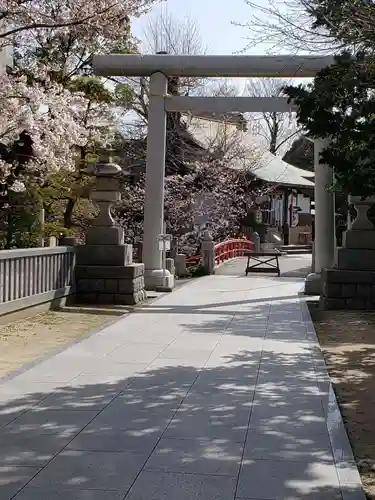 松戸神社の鳥居