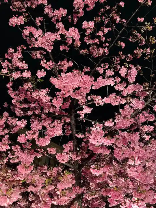 桜神宮(東京都)