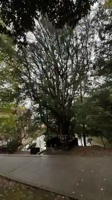 安房神社(千葉県)