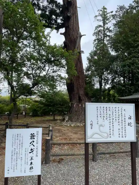 八幡宮の{uncategorized: "未分類", other: "その他", undefined: "問題あり", building: "その他建物", grave: "お墓", sacred_gate: "鳥居", guardian: "狛犬", statue: "像", buddha: "仏像", history: "歴史", nature: "自然", garden: "庭園", animal: "動物", pagoda: "塔", temizu: "手水舎", mountain_gate: "山門・神門", sanctuary: "本殿・本堂", subordinate: "末社・摂社", art: "芸術", scenery: "景色", jizo: "地蔵", ema: "絵馬", goshuin: "御朱印", omikuji: "おみくじ", items: "授与品その他", amulet: "お守り", goshuincho: "御朱印帳", eats: "食事", festival: "お祭り", votive_dance: "神楽", shichigosan: "七五三参", wedding: "結婚式", experience: "体験その他", initially: "初詣", around: "周辺", anti_infection: "感染症対策"}