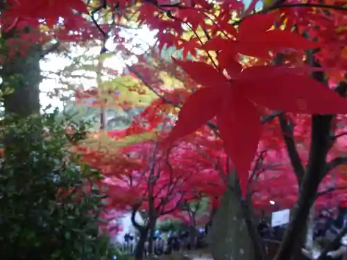 大山寺(神奈川県)