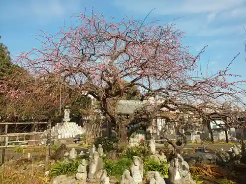 常泉寺の庭園