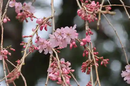 三島八幡神社の自然