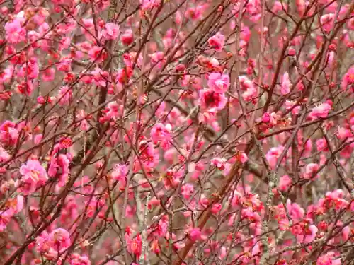 石稲荷神社の自然