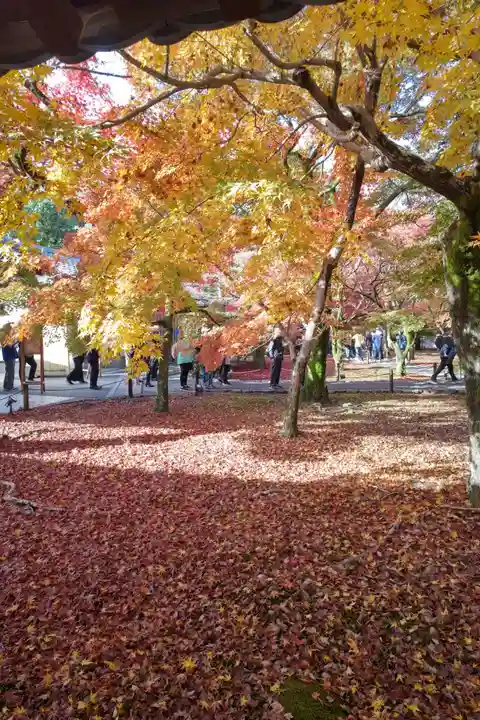 東福禅寺(東福寺)の景色