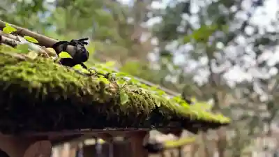 椿大神社(三重県)